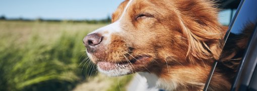 Der Hund als Beifahrer