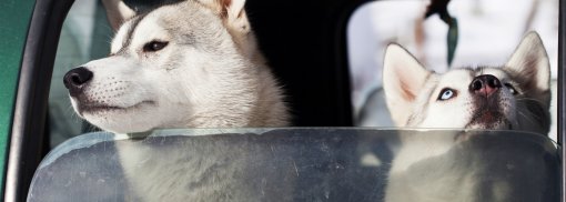 Sommerhitze: Vorsicht bei Tieren im Fahrzeug 