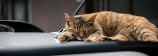 Wie man verhindert, dass Katzen es sich auf dem Auto gemütlich machen 